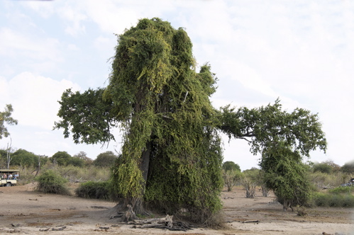 GEO_0435.1.scarecrow.tree